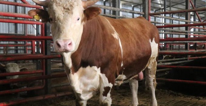 1,5 tonluk dev tosun Kurban için hazır! İşte istenen fiyat