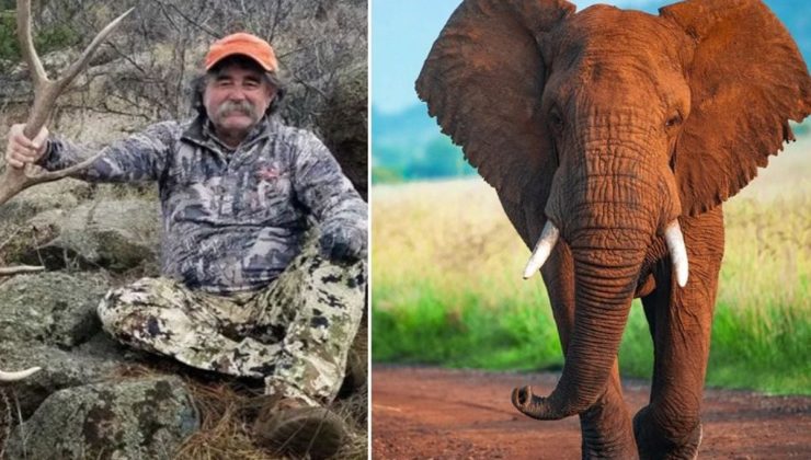 ABD’li milyoner avcı fillerin altında can verdi
