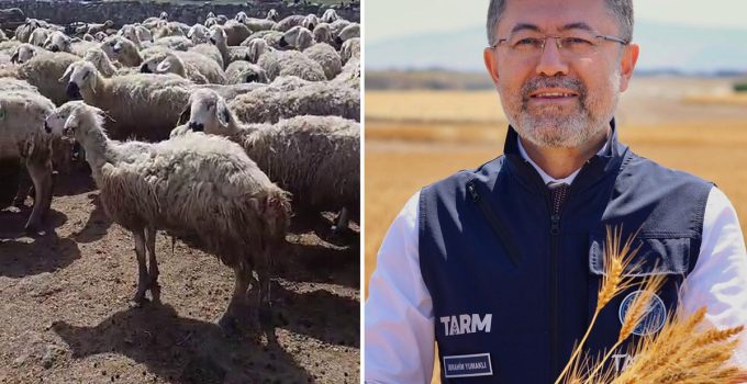 Bakan Yumaklı’nın "Örnek üretici" dediği çiftçi video çekip yardım istedi