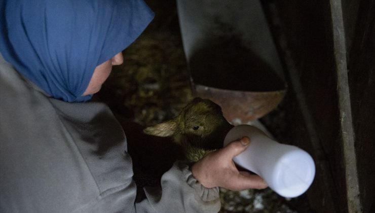 Bolu’da dördüz yavrulayan koyun yetiştiricisini sevindirdi