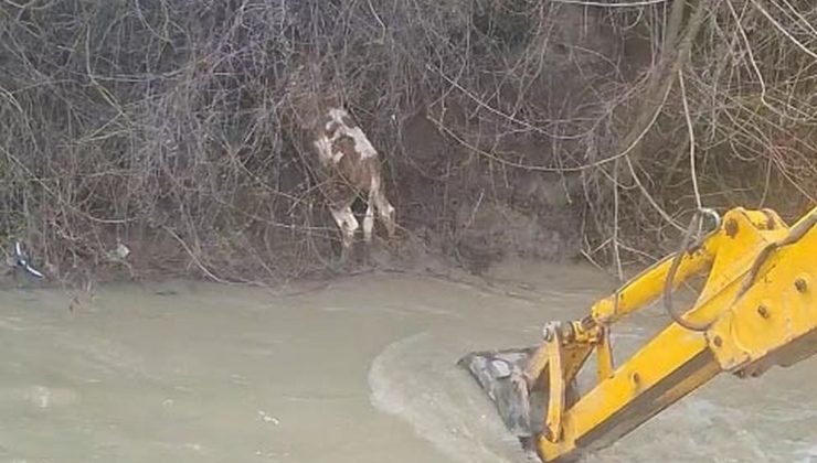 Dereye düşen buzağıyı köylüler kurtardı