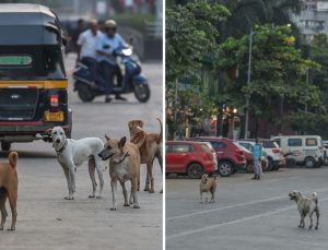 Fransa’nın nüfusu kadar sokak köpeği: Hindistan’da kriz büyüyor
