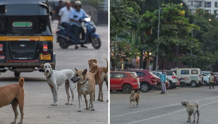 Fransa’nın nüfusu kadar sokak köpeği: Hindistan’da kriz büyüyor