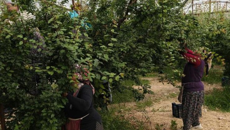 Hasadı başladı, fiyatı 200 TL’ye kadar düştü