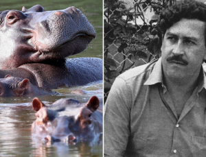 Kolombiya, Escobar’dan kalan su aygırlarının itlaf edilmesine onay verdi