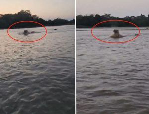 Kolombiya’da Escobar’ın hipopotamları için av kararı alındı