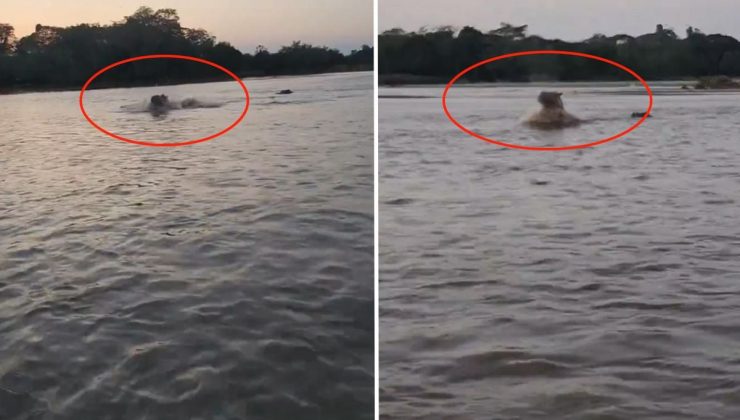 Kolombiya’da Escobar’ın hipopotamları için av kararı alındı