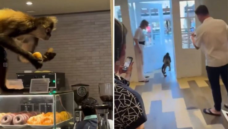 Meksika’da "Tatlı" soygun: Örümcek maymun pastaneyi tek hamlede boşalttı