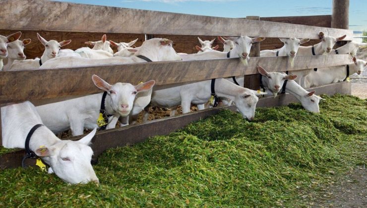 Mide bulandıran olay: Ağıla giren kişiyi kameradan izleyip gördükleri karşısında şoke oldu
