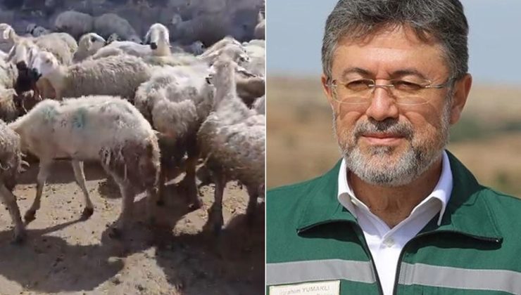 "Örnek üreticiye" bakanlıktan mera yanıtı