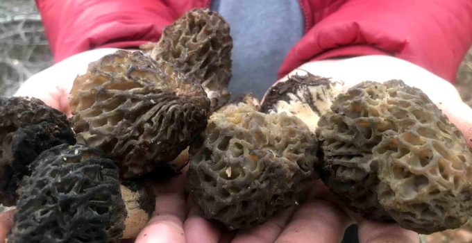 Sabah uyanan akşama kadar onu arıyor, kilosu dudak uçuklatan fiyattan gidiyor