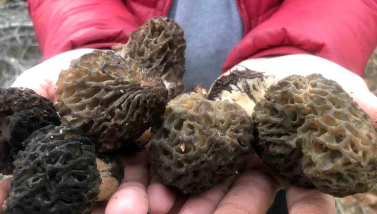 Sabah uyanan akşama kadar onu arıyor, kilosu dudak uçuklatan fiyattan gidiyor