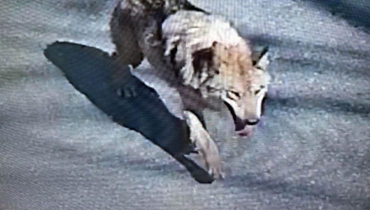 Şehirde ‘canavar’ alarmı! Tünel kazarak kaçtı, uyarı üstüne uyarı yapılıyor