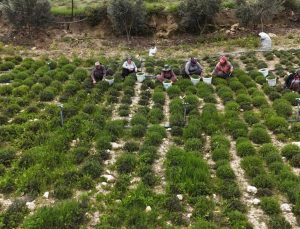 Sofraların vazgeçilmezinde bereketli hasat! Kilosu 300 liradan satılıyor