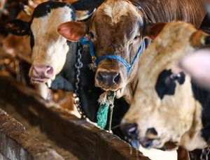 Vekaletle kurban kesim bedelleri belirlendi