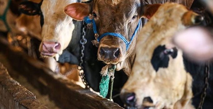 Vekaletle kurban kesim bedelleri belirlendi