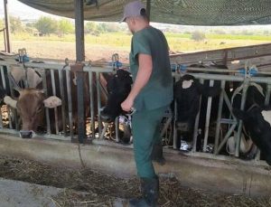 Aydın’da 17 mahallede şap hastalığı nedeniyle karantina tedbirleri alındı