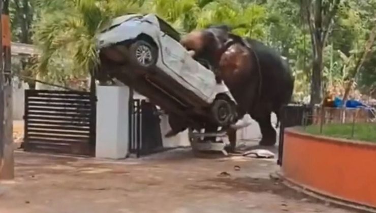 Hindistan’da kontrolden çıkan fil, sürücüsünü ezip başında nöbet tuttu