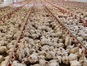 ABD’de kuş gribi alarmı: 1 milyon tavuk itlaf edildi