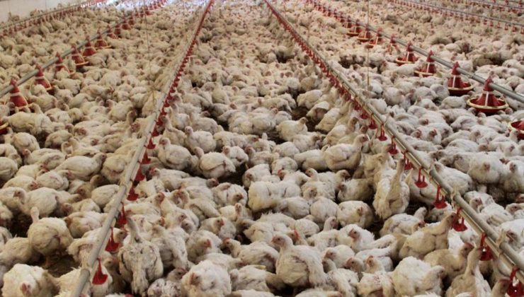 ABD’de kuş gribi alarmı: 1 milyon tavuk itlaf edildi