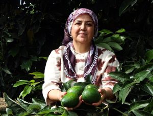 Adana’da 5 bin dönümde avokado hasadı sürüyor, kilosu 110 TL’ye geriledi