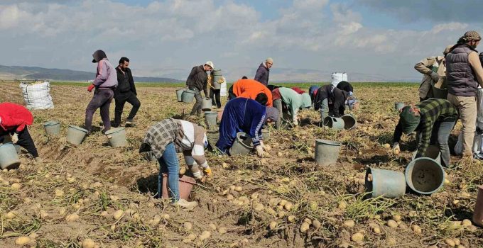 Adilcevaz’da patates hasadı sürüyor, mevsimlik işçiler zorlu mesai yapıyor