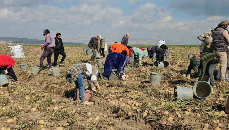 Adilcevaz’da patates hasadı sürüyor, mevsimlik işçiler zorlu mesai yapıyor