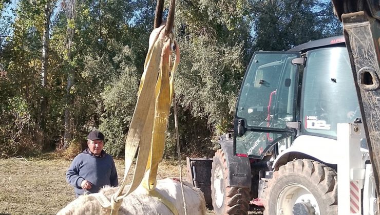 Afyonkarahisar Çobanlar’da kuyuya düşen büyükbaş, iş makinesiyle kurtarıldı