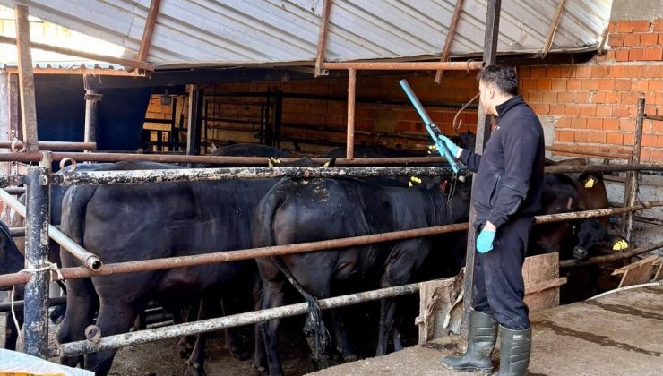 Afyonkarahisar Sinanpaşa’da ithal damızlık sığırlara sağlık kontrolü sürüyor