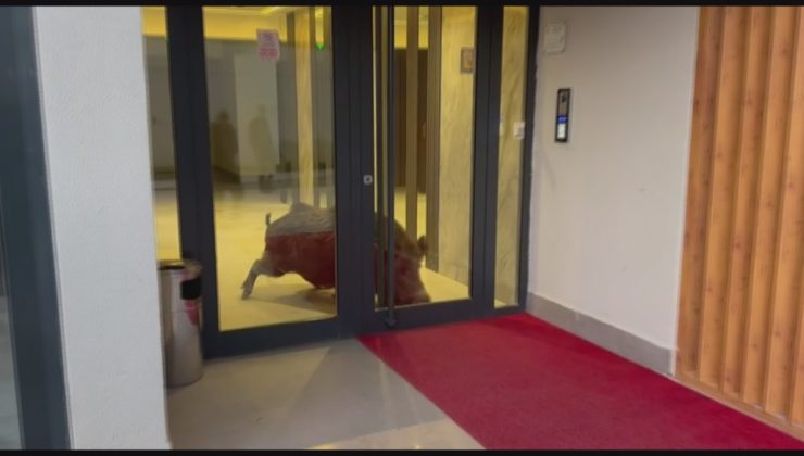 Amasya’da siteye giren yaban domuzu paniğe yol açtı, silahla etkisiz hale getirildi