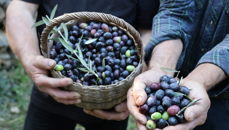 Artvin’de Butko zeytini hasadı başladı, 700 ton sofralık zeytin hedefleniyor