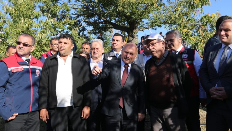 Aydın Valisi Varol, Köşk’te kestane topladı, 25 bin 500 ton üretimi vurguladı