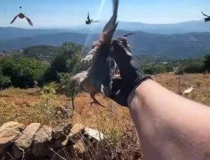 Aydın’da kınalı keklikler doğaya salındı, av yasaklarına uyum istendi