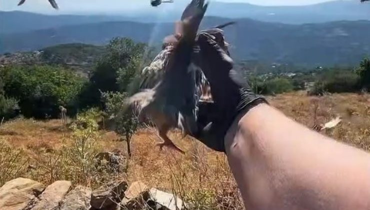 Aydın’da kınalı keklikler doğaya salındı, av yasaklarına uyum istendi