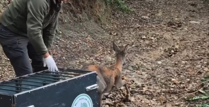 Bartın’da yaralı bulunan karaca tedavisinin ardından yeniden doğaya salındı