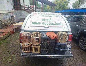 Bitlis Güroymak’ta göçer çadırlarındaki aramada kaçak avlanmış keklikler bulundu