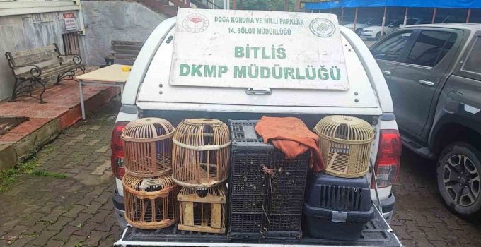 Bitlis Güroymak’ta göçer çadırlarındaki aramada kaçak avlanmış keklikler bulundu