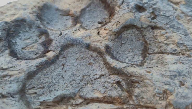 BŞEÜ’nün Tavşanlı Höyük kazısında 4 bin yıllık köpek pati izleri bulundu