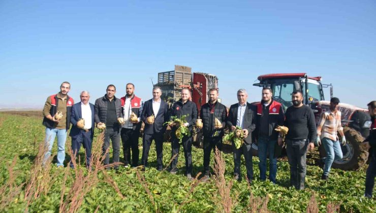 Bulanık Kaymakamı Koşansu, 15 bin dekar alanda süren pancar hasadına katıldı