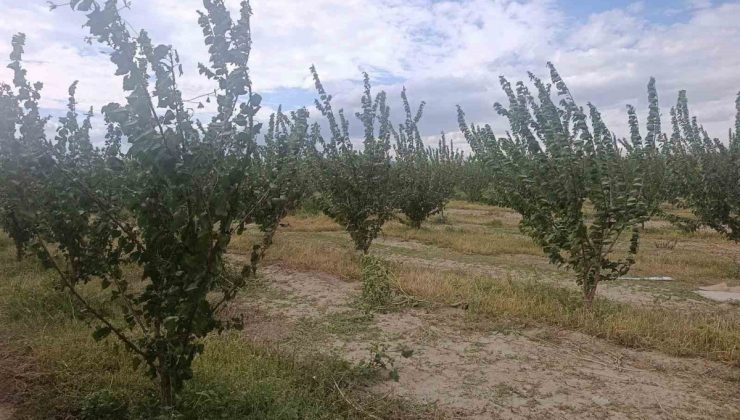 Çivril İlçe Tarım Müdürlüğü entegre mücadeleyle kimyasal ilaç kullanımını azaltıyor
