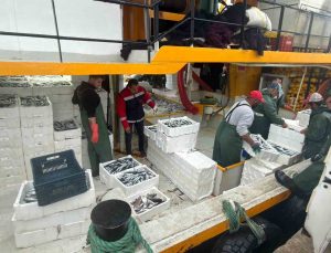 Didim’de 2026-2027 hamsi kota denetimlerini Tarım ve Orman Müdürlüğü yürütüyor