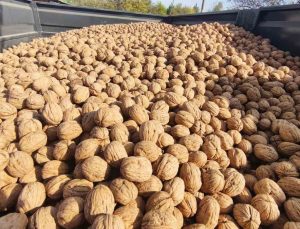 Edirne İpsala Karaağaç’ta bu sezon 400 ton ceviz rekoltesi bekleniyor