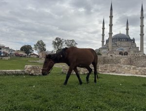 Edirne’de başıboş 3 at Selimiye Meydanı’ndan belediye ekiplerince uzaklaştırıldı