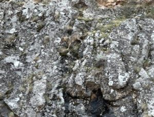 Erzincan İliç’te 3 kurdun yaban keçisi kovalamacası kameraya yansıdı