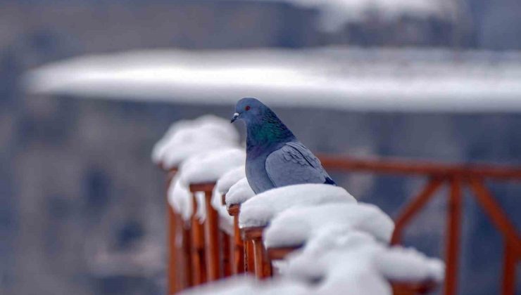 Erzurum türkülerinde güvercin ve turna motiflerinin ezgiye etkisi ortaya konuldu