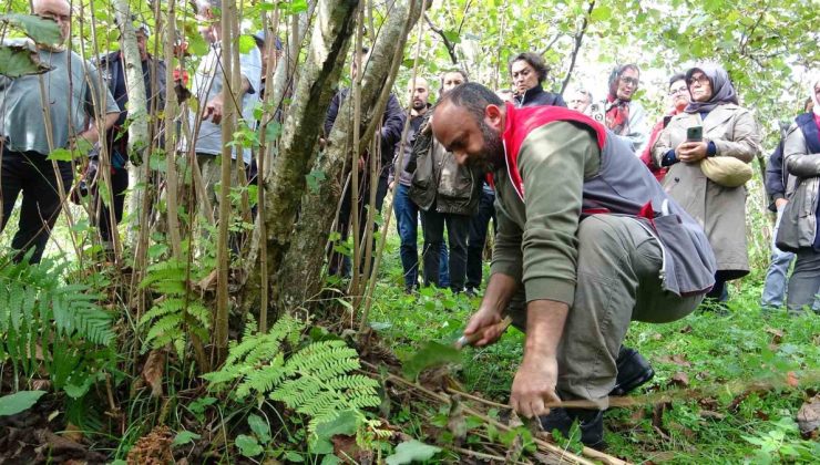 Giresun Keşap’ta fındık üreticilerine uygulamalı budama eğitimi verildi