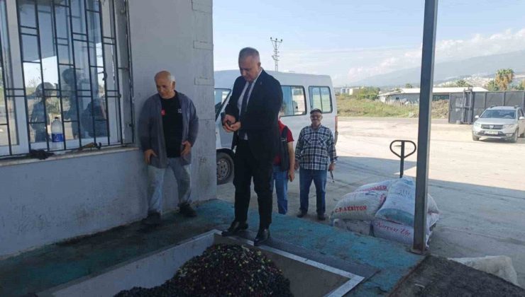 Hatay İl Tarım ve Orman Müdürü Türkmen, zeytinyağı kalitesi için doğru hasadı anlattı