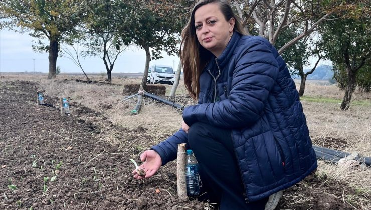 Hayrabolu’da kadın üretici 700 metrekarelik alanda salep üretimine yöneldi