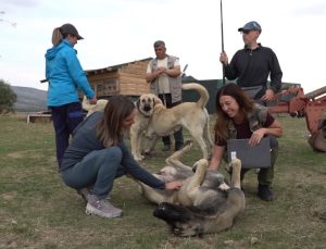 İtalya’dan gelen 10 kişilik ekip Eskişehir’de Türk çoban köpeklerini 1 ay inceledi