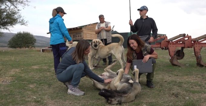 İtalya’dan gelen 10 kişilik ekip Eskişehir’de Türk çoban köpeklerini 1 ay inceledi